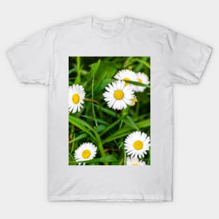 Daisies, spring flowers full of tenderness and beauty T-Shirt